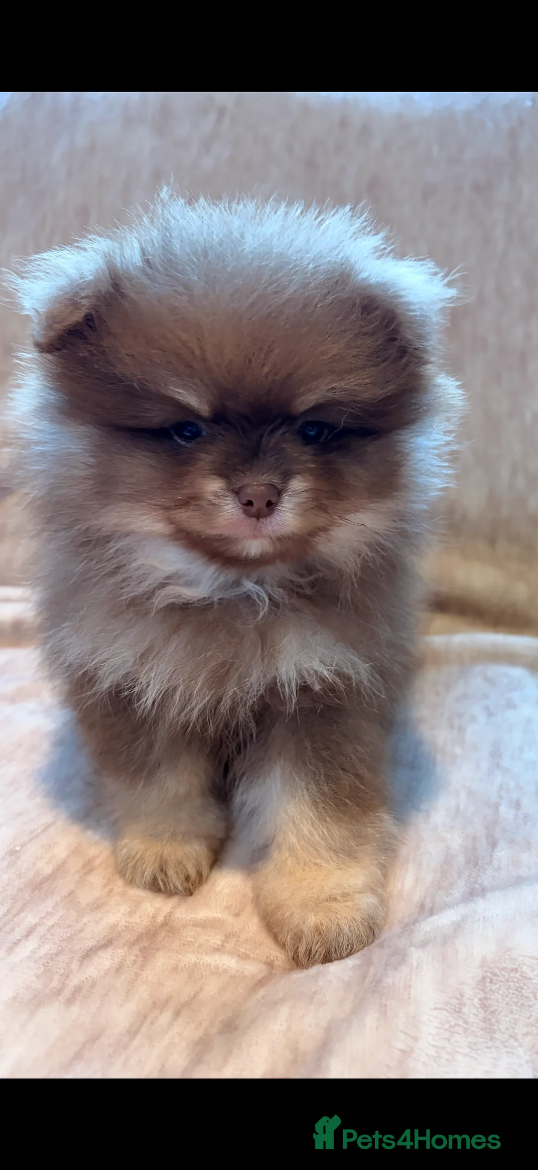 Pomeranian dogs for sale: Beautiful Pomeranian babies - Advert 13
