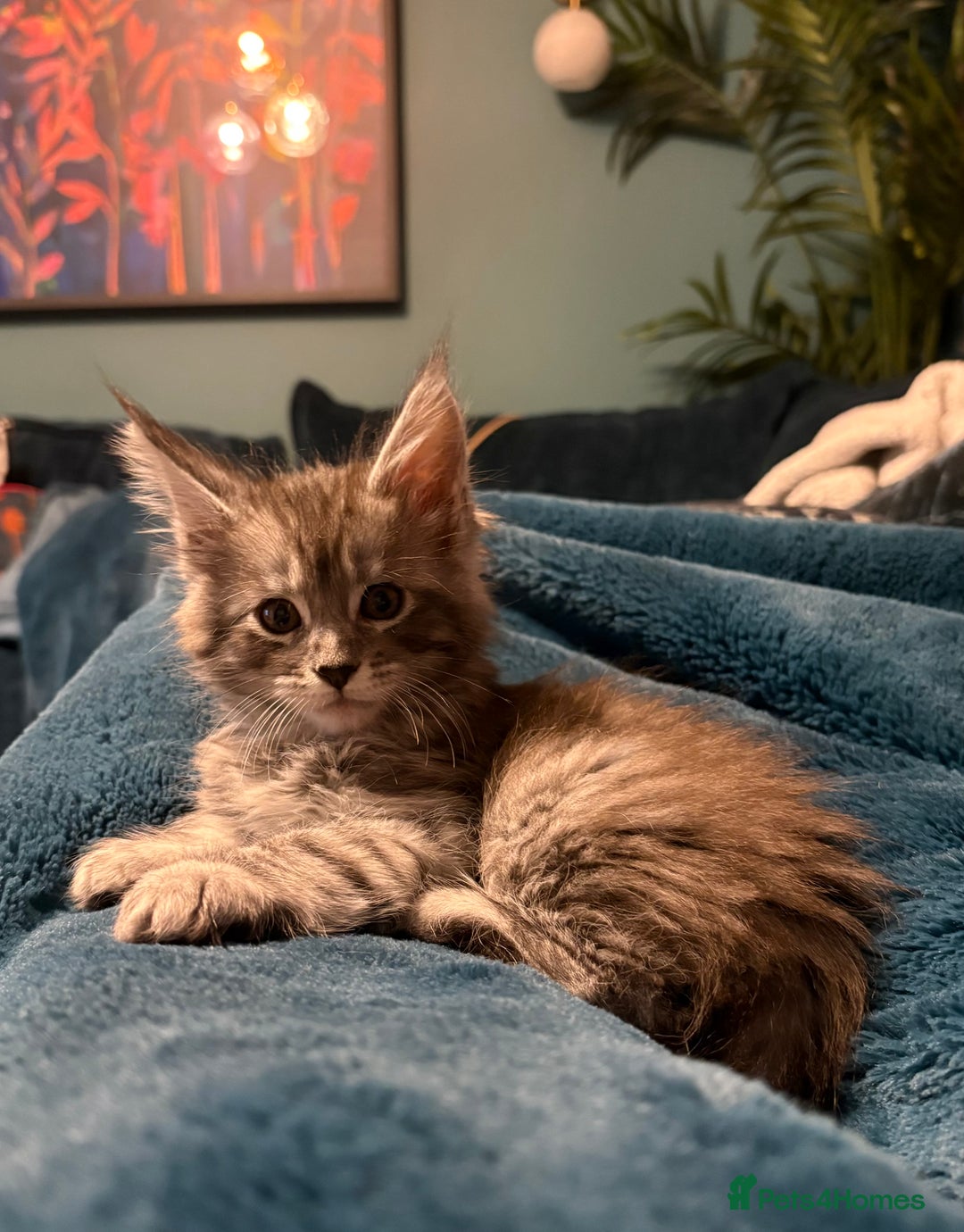 Maine Coon cats for sale: Pedigree registered Maine Coon - Advert 7