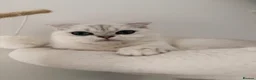 Scottish Fold cats for sale: White Scottish female looking for loving home - Advert 13