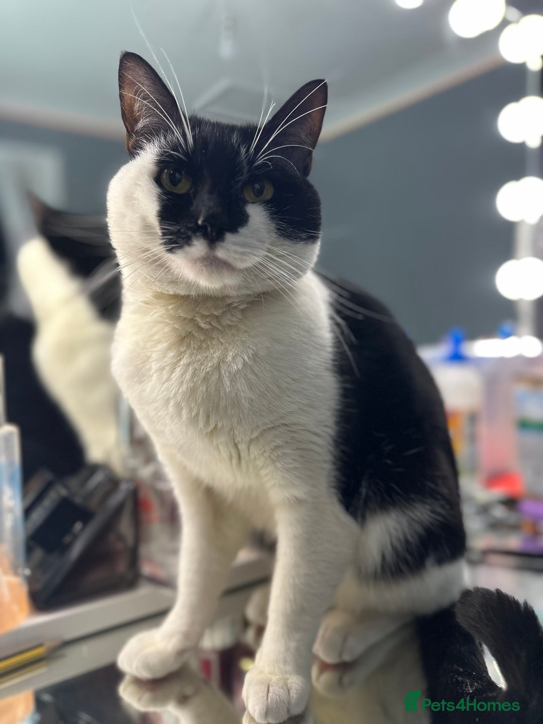 Mixed Breed cats for sale:  TUXEDO MALE CAt no set fee  - Image 1