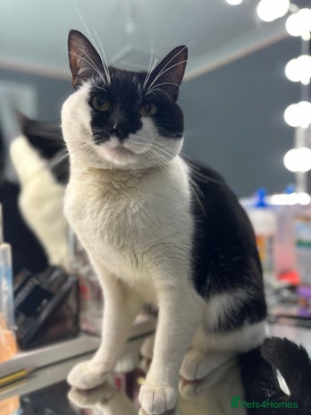 Mixed Breed cats - Advert 8