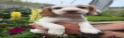 Cocker Spaniel dogs for sale: Working cocker spaniel Puppies  - Advert 9