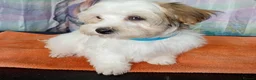 Havanese dogs for sale: ⭐RUDUCED TO £900onvo⭐Full breed havanese puppies.  - Advert 2