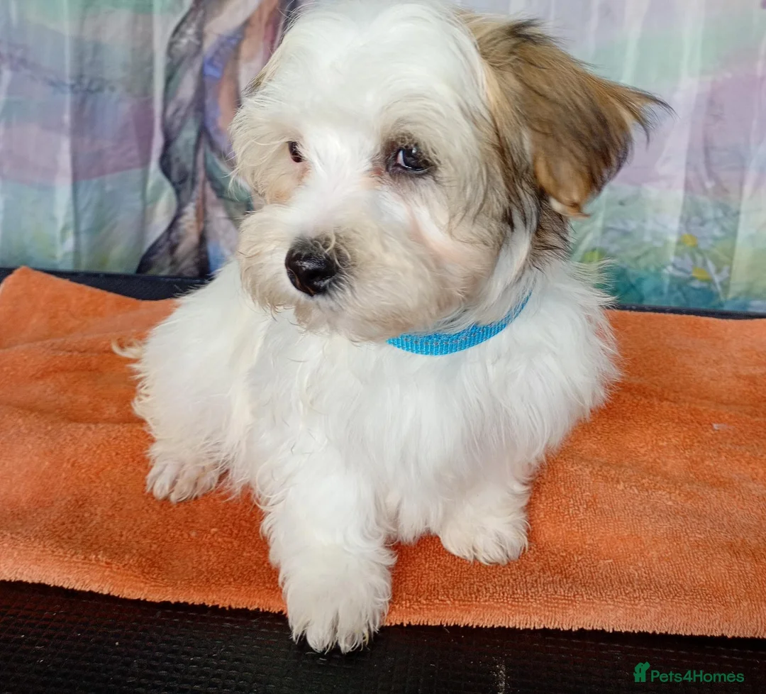 Havanese dogs for sale: ⭐RUDUCED TO £900onvo⭐Full breed havanese puppies.  - Advert 2