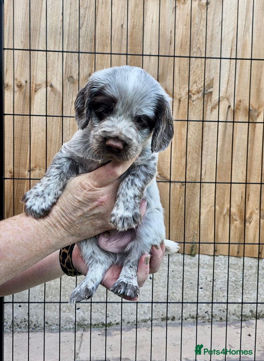 Sprocker dogs for sale: Working Sprocker Pups - Image 4
