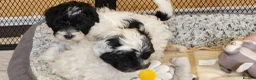 Yorkiepoo dogs for sale: Yorkiepoos 2 Stunning Boys  from Licensed Breeder  - Advert 1