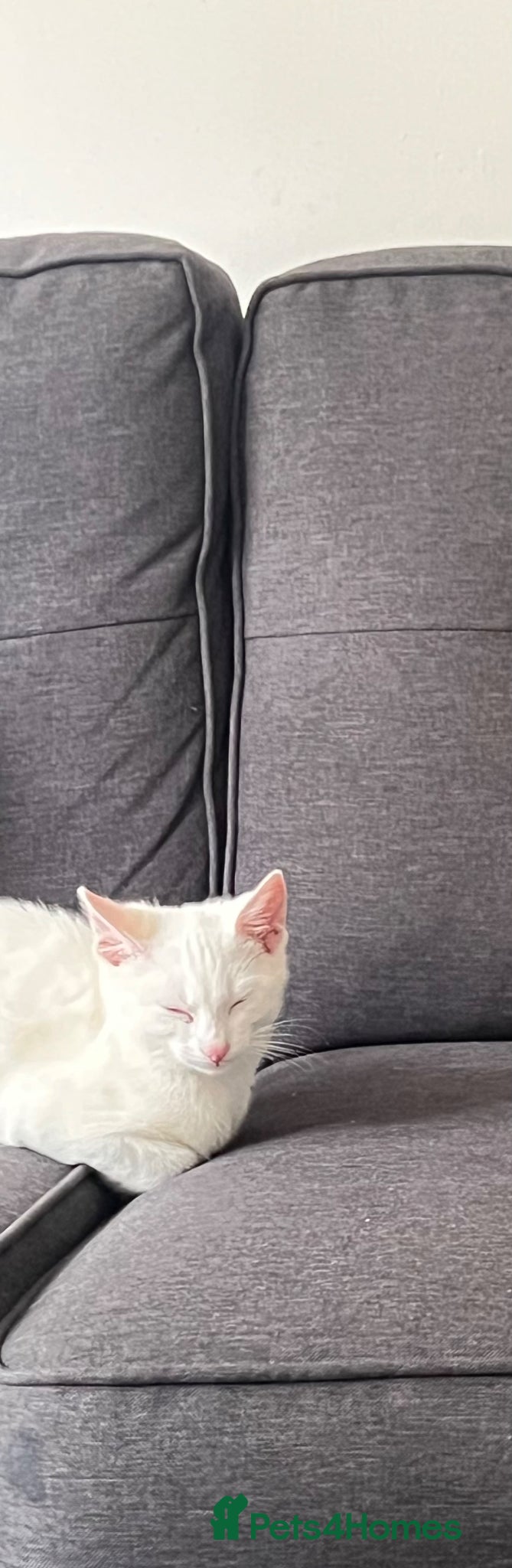 Domestic Shorthair cats for sale: A lovely domestic shorthair kitten - Advert 1