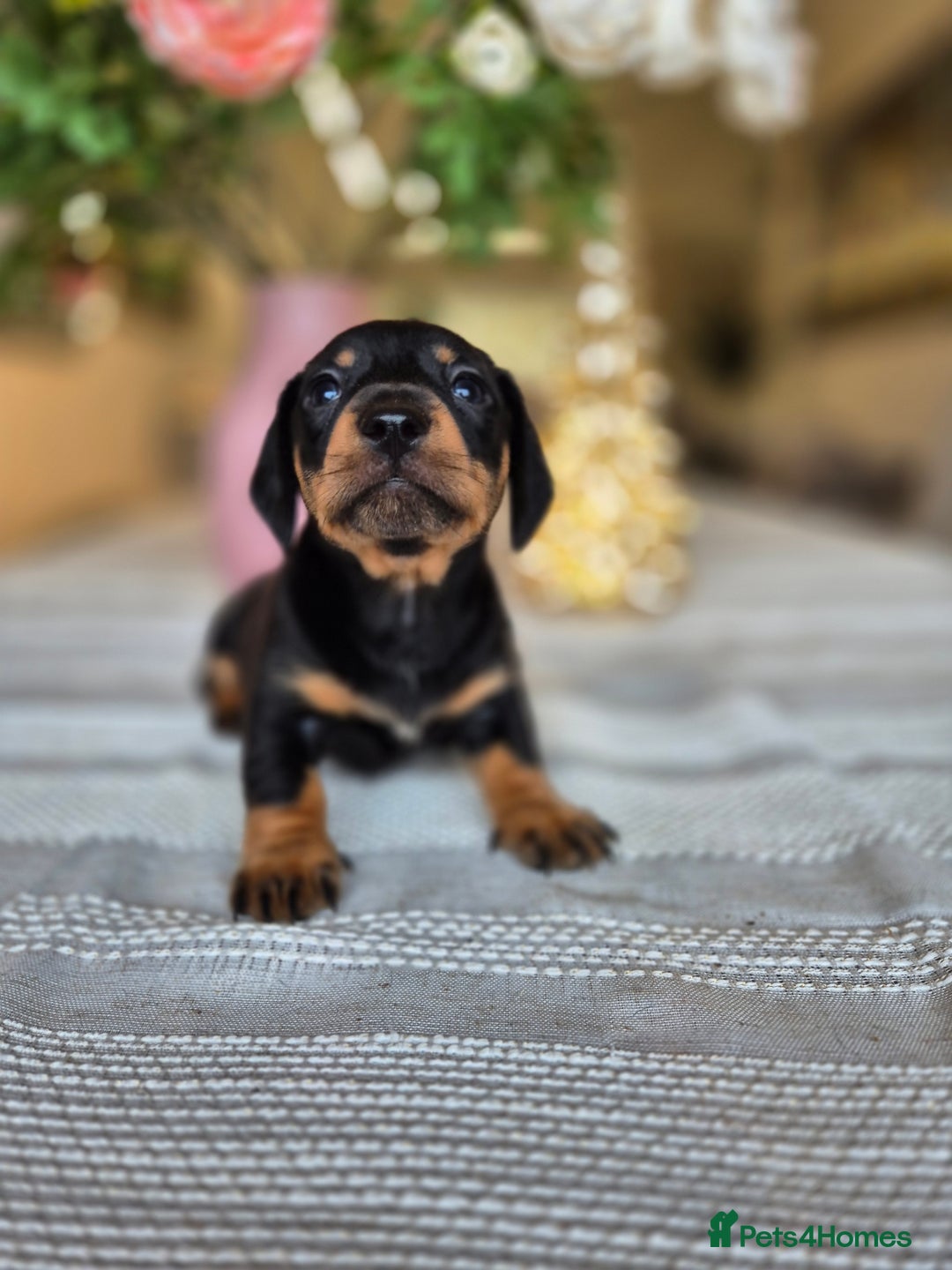 Dachshund dogs for sale: 💙Miniature Dachshund puppies! First litter!🩷  - Advert 36