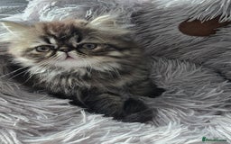 Persian cats for sale: Beautiful  persian kitten.  - Image 2