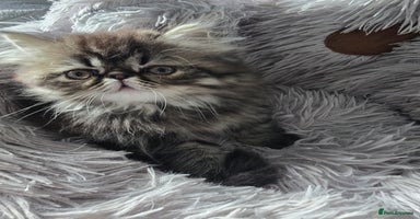 Persian cats - Advert 11
