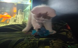 Mixed Breed cats for sale: SweetPlayfulKitten–Socialised with Dog 😻 - Image 11