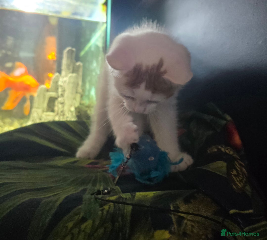 Mixed Breed cats for sale: SweetPlayfulKitten–Socialised with Dog 😻 - Image 11