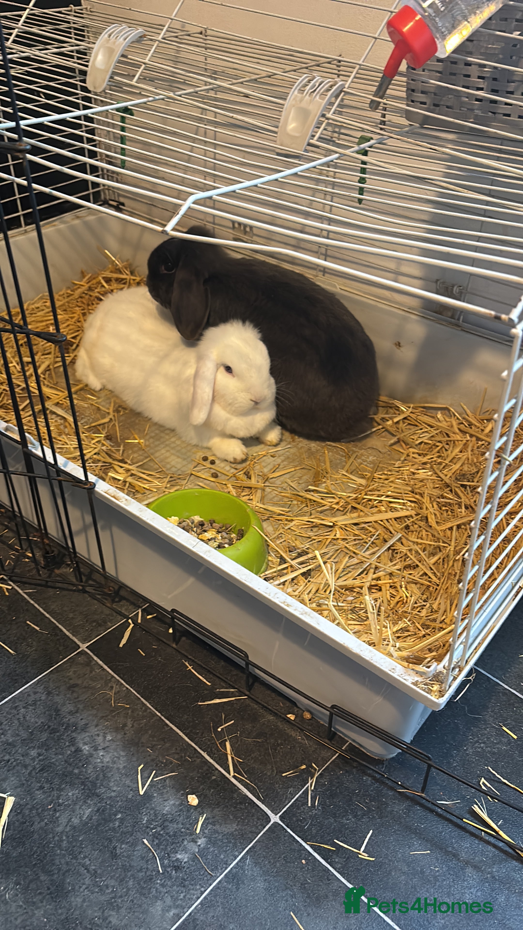 Mini Lop rabbits Miss Donna Davies - Advert 2