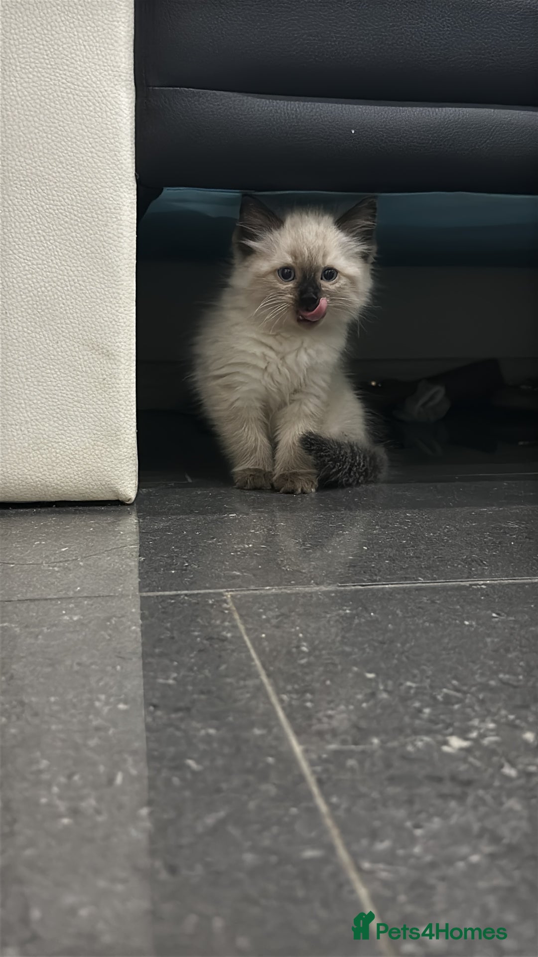 Ragdoll cats for sale: Pedigree Female Ragdoll - Advert 2