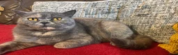 British Shorthair cats for sale: Stephanie  - Advert 9