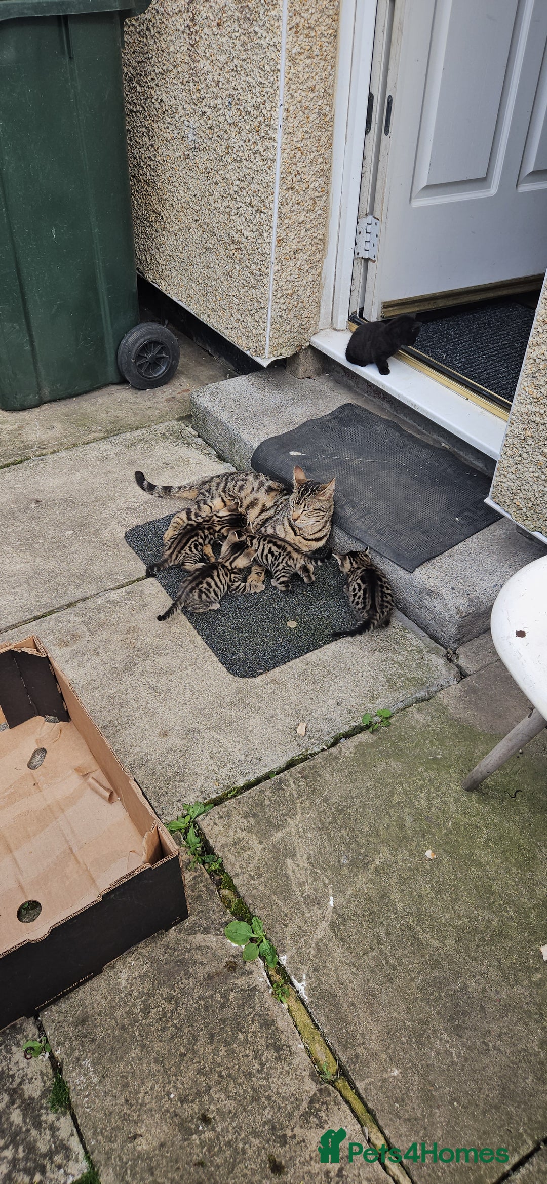 Bengal cats for sale: Mix breed Bengal + Tabby - Image 7