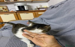 Mixed Breed cats for adoption: NOSE - a Lovely boy, for a Loving Home - Image 5