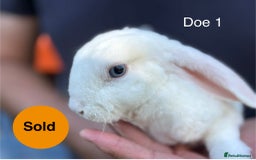 Mini Lop rabbits for sale: Gorgeous Pure Mini Plush Lops - Image 2