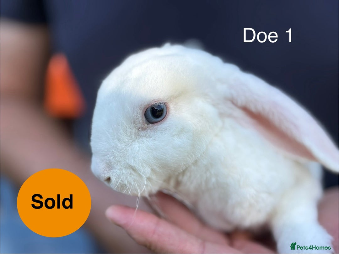 Mini Lop rabbits for sale: Gorgeous Pure Mini Plush Lops - Image 2