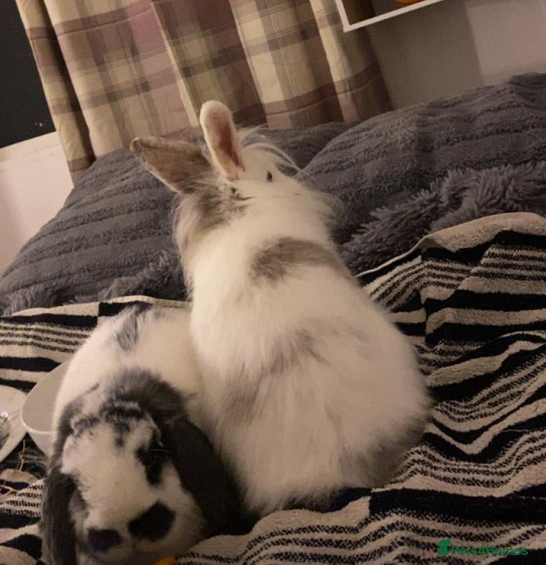 English Lop rabbits Male rabbits for sale  - Advert 11