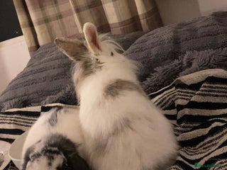 English Lop rabbits Male rabbits for sale - Advert 1
