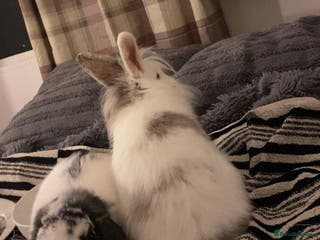 English Lop rabbits Male rabbits for sale - Advert 5