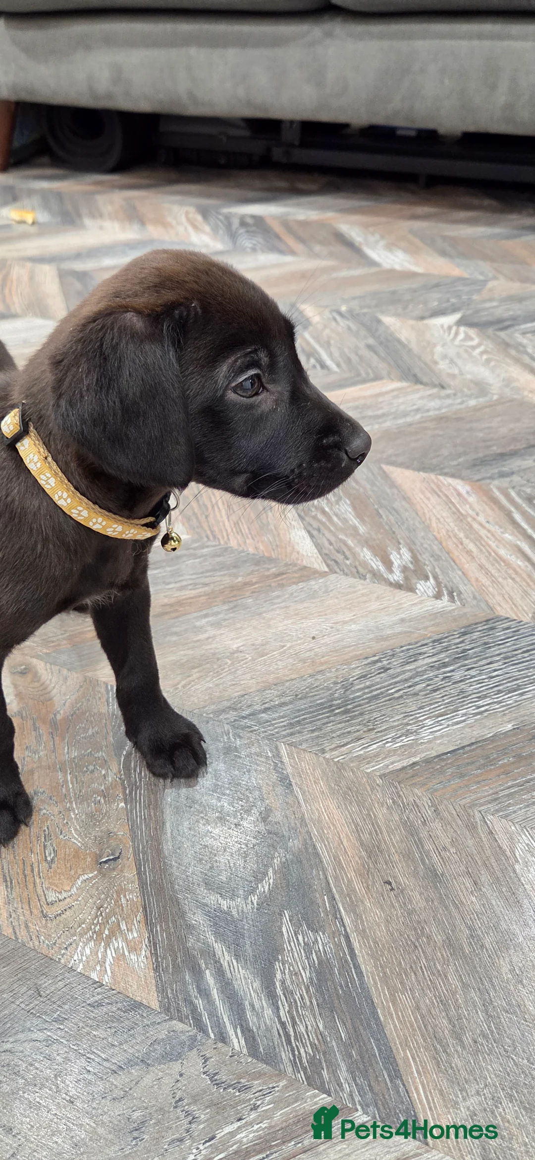 Labrador Retriever dogs for sale: GORGEOUS Dark Chocolate Labrador  - Advert 7