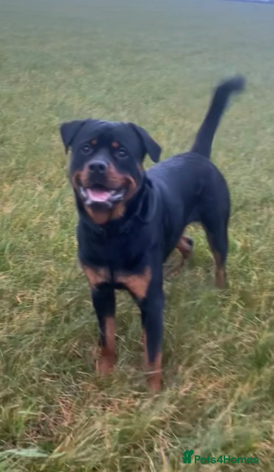Rottweiler dogs for stud: Rottweiler for stud  in Falmouth - Advert 3