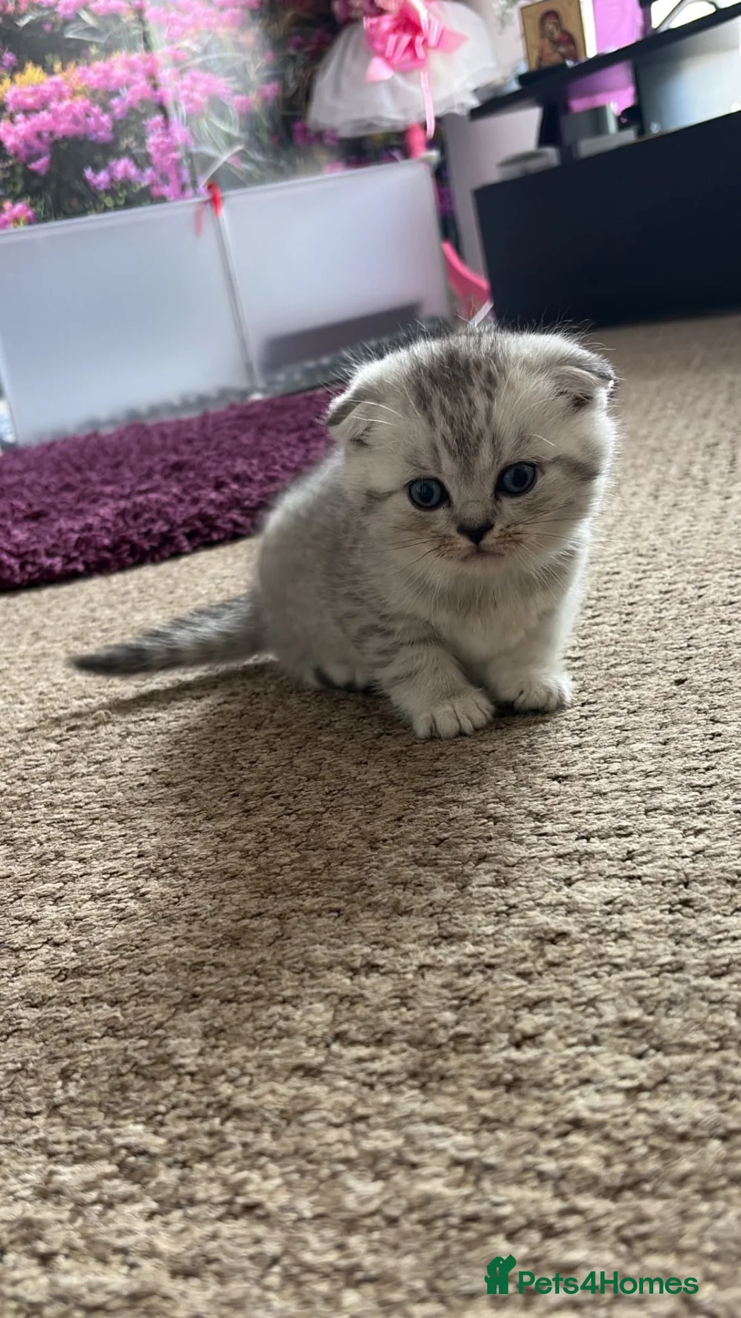 Scottish Fold cats for sale: 🐾 4 Beautiful Scottish Fold Boys 🐾 - Advert 2