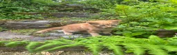 Mixed Breed cats for sale: Mixed Exotic Kittens in Torpoint - Advert 5