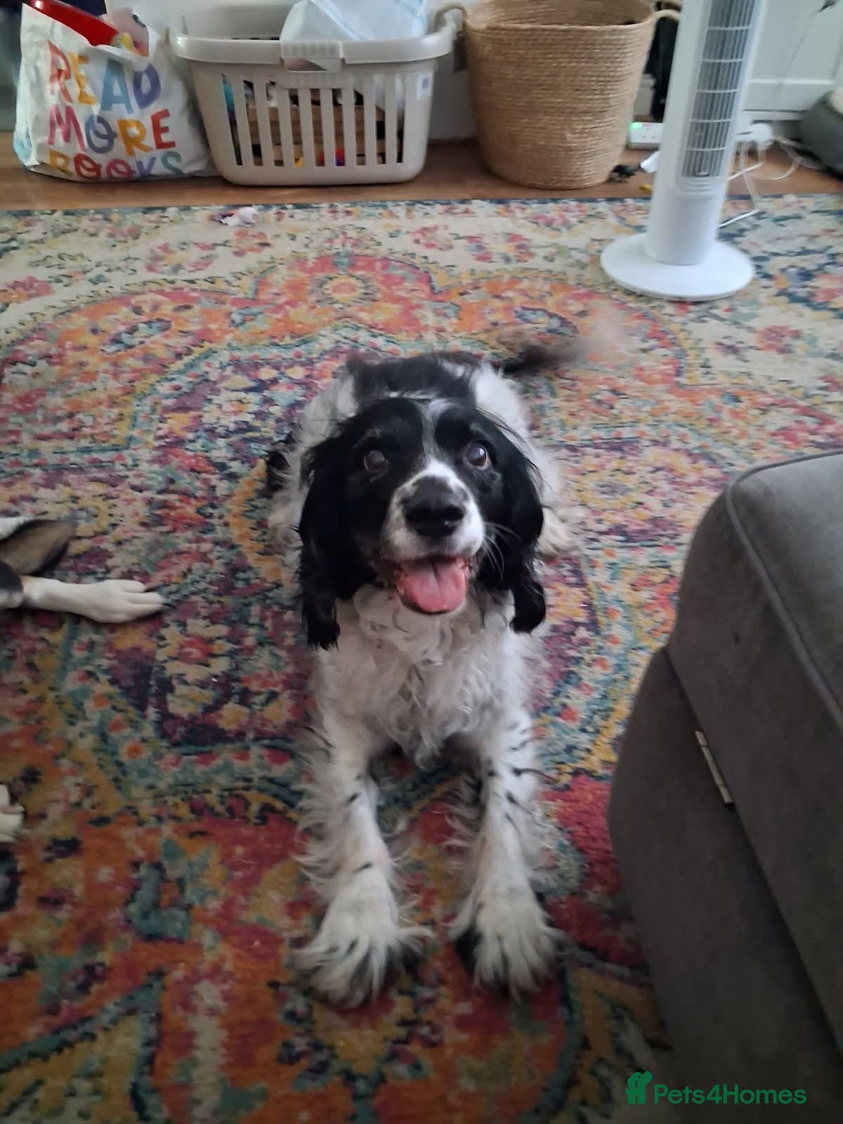 Sprocker dogs Older Spaniel For Adoption  - Advert 1