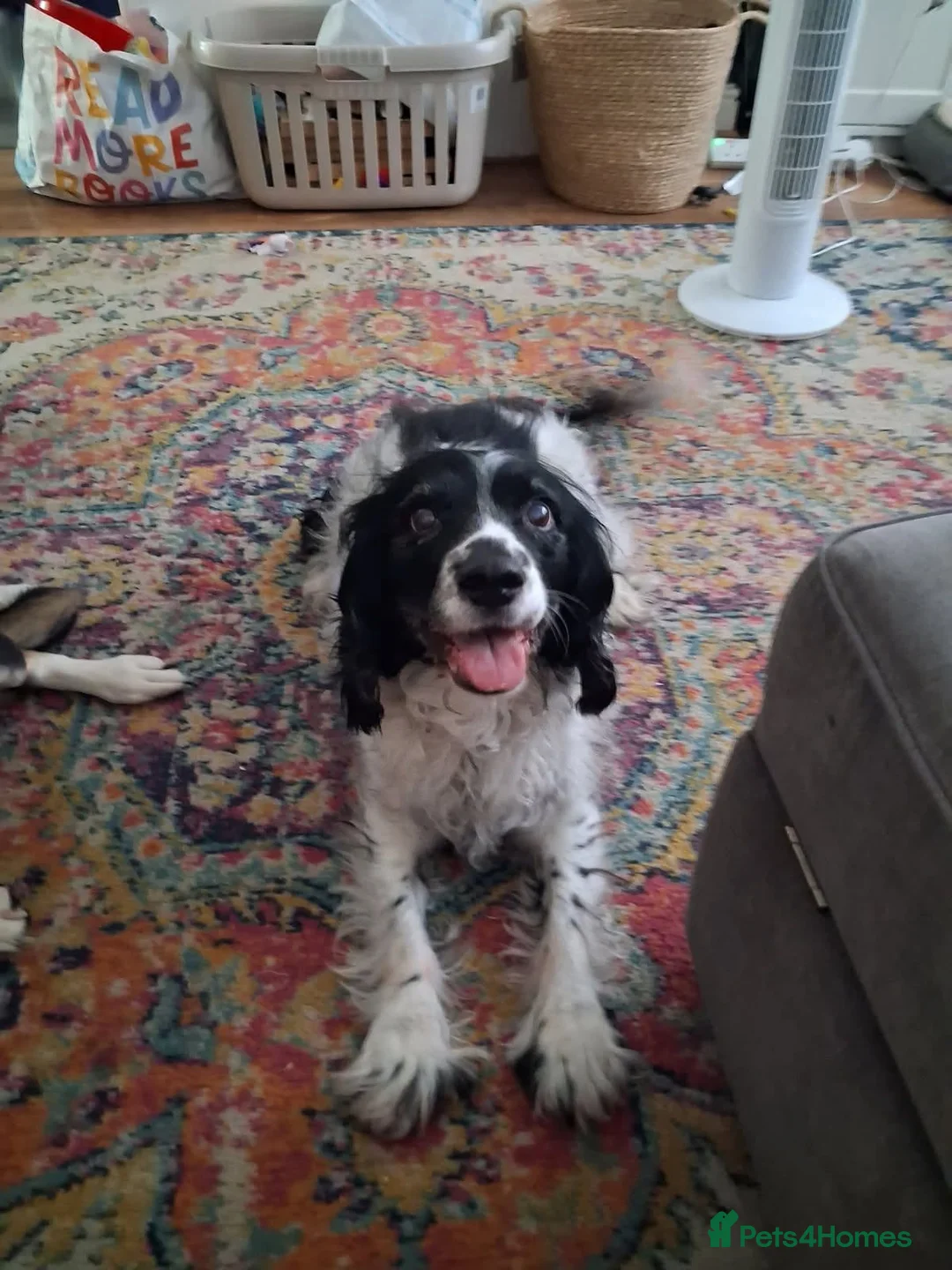Sprocker dogs for adoption: Older Spaniel For Adoption  - Advert 1