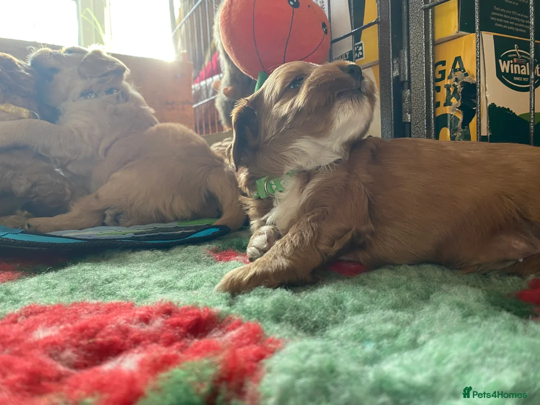 Mixed Breed dogs for sale: Beautiful Cavacockapoo puppies, only two left!  - Advert 6