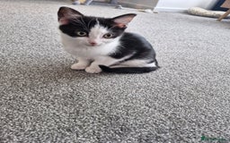 British Shorthair cats for sale: British Shorthair Mix Kittens - Image 1