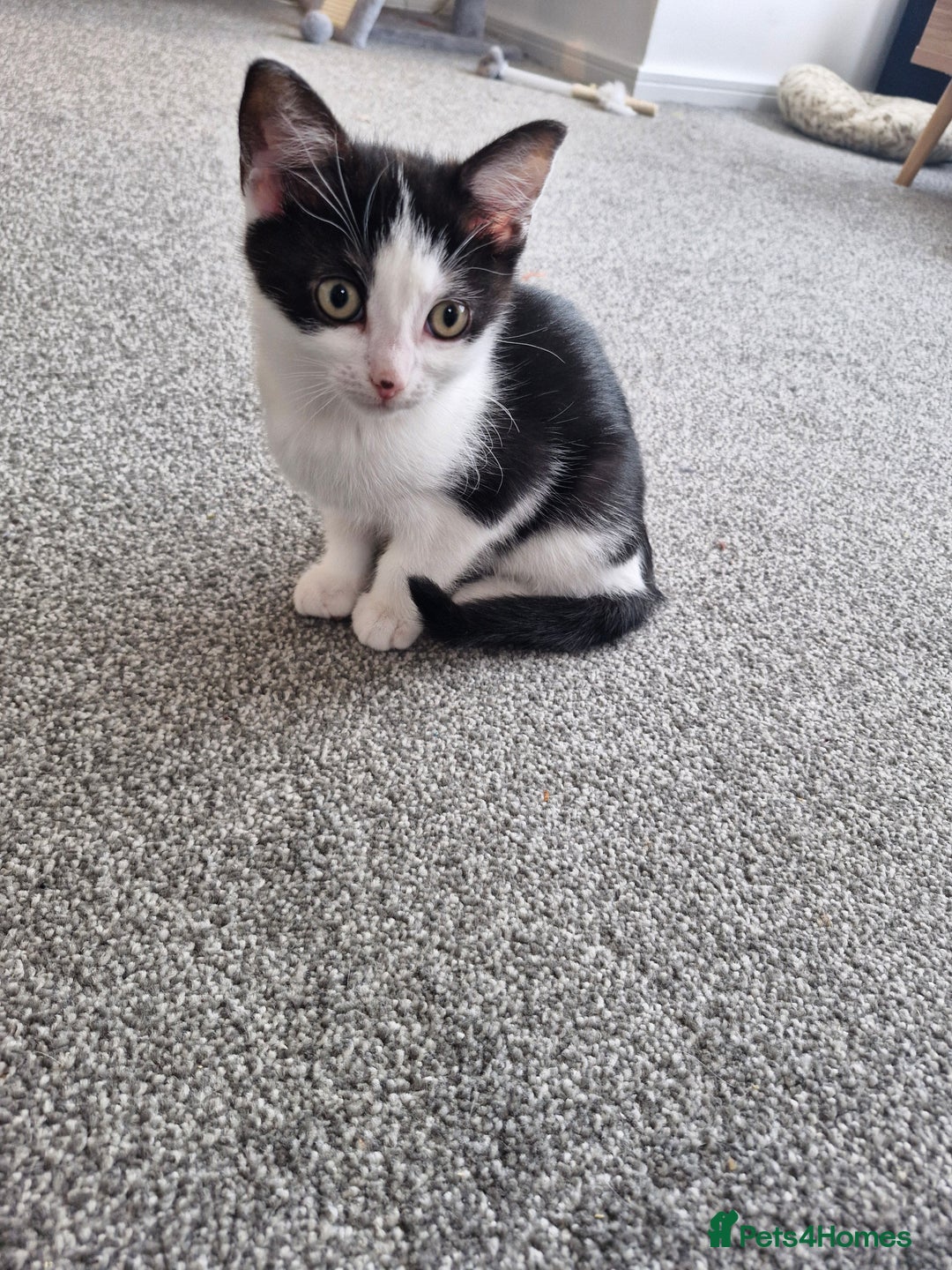 British Shorthair cats for sale: British Shorthair Mix Kittens - Image 1