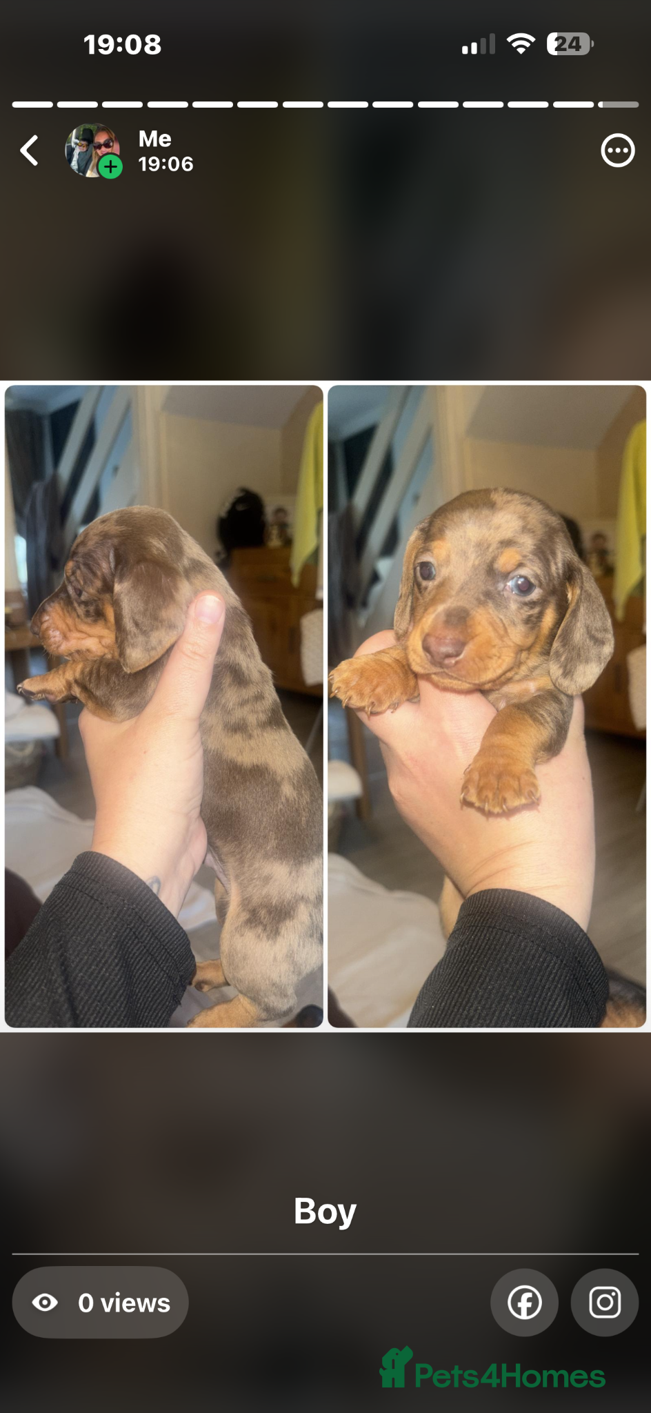 Dachshund dogs A beautiful litter of eight dachshund puppies - Advert 1