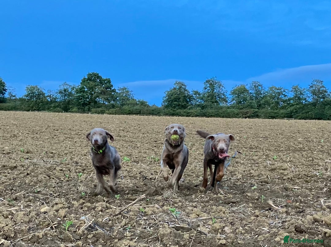 Labrador Retriever dogs for sale:  KC registered Silver and silver and tan labs  - Image 10