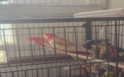 Parakeets birds for sale: Rubino rosellas  - Image 5