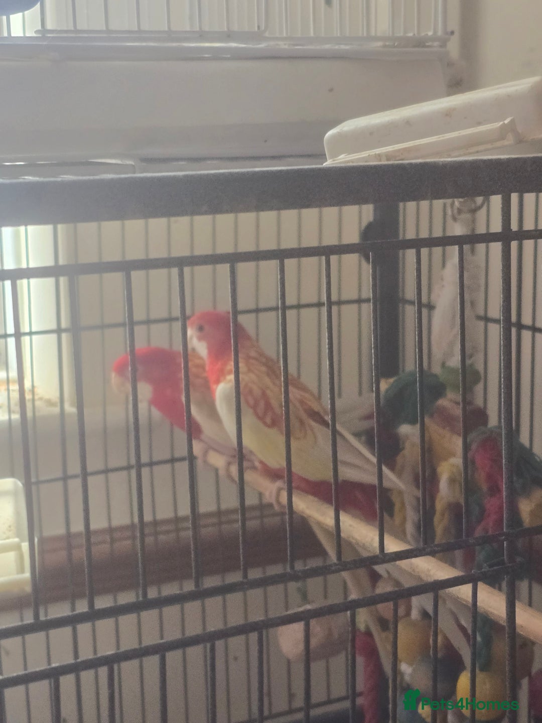 Parakeets birds for sale: Rubino rosellas  - Image 5
