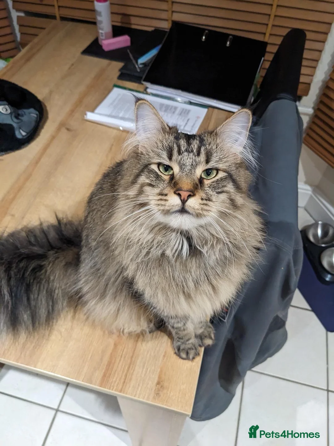 Maine Coon cats for sale: Maincoon cross 4 years - Lewi in Woking - Advert 2