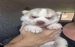 Siberian Husky dogs for sale: Beautiful KC registered Siberian puppies  - Image 17