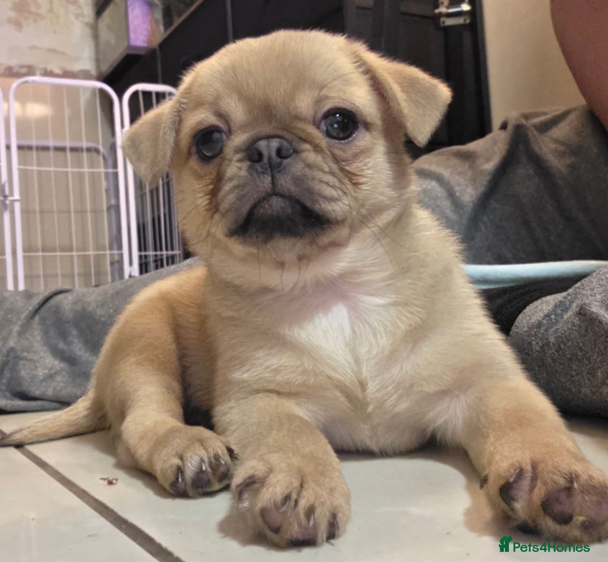 Mixed Breed dogs Shih tzu x pom - Advert 19