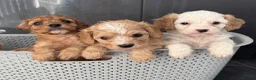 Cavapoo dogs for sale: Red cavapoo puppies - Advert 8