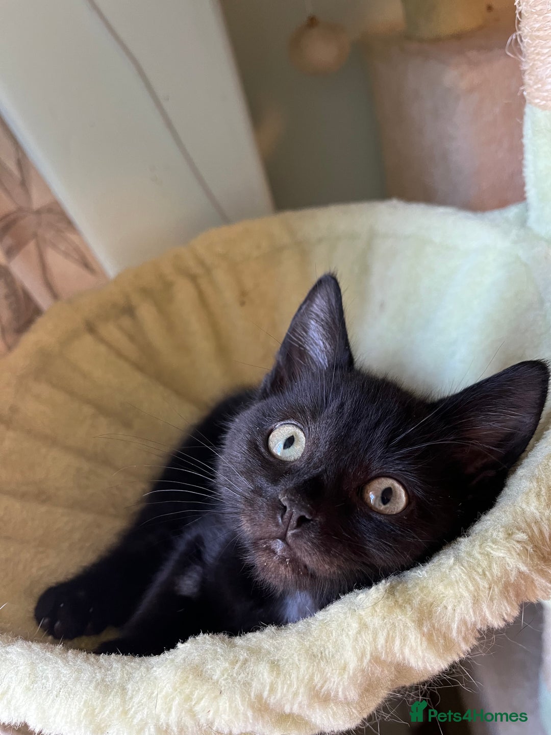 Mixed Breed cats for sale: Male black kitten - ready now - Image 1