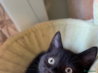 Mixed Breed cats - Advert 11