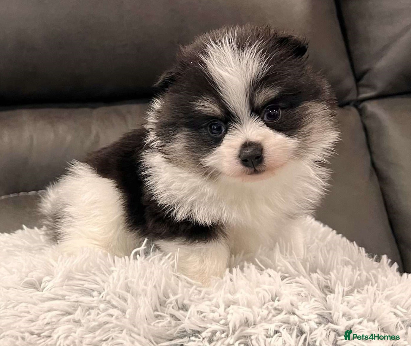 Pomeranian dogs good personality Pomeranian boy - Advert 9