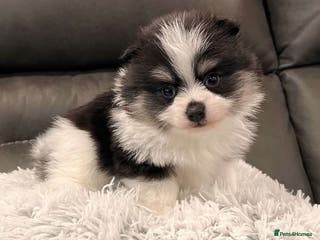 Pomeranian dogs good personality Pomeranian boy - Advert 9