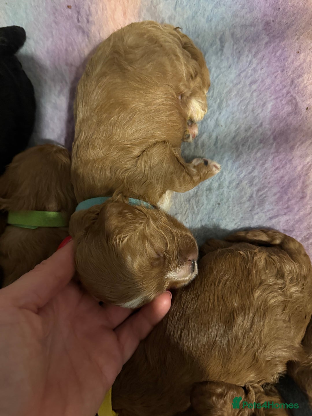 Cavapoo dogs for sale: Cavapoo puppies fully health tested parents - Image 10