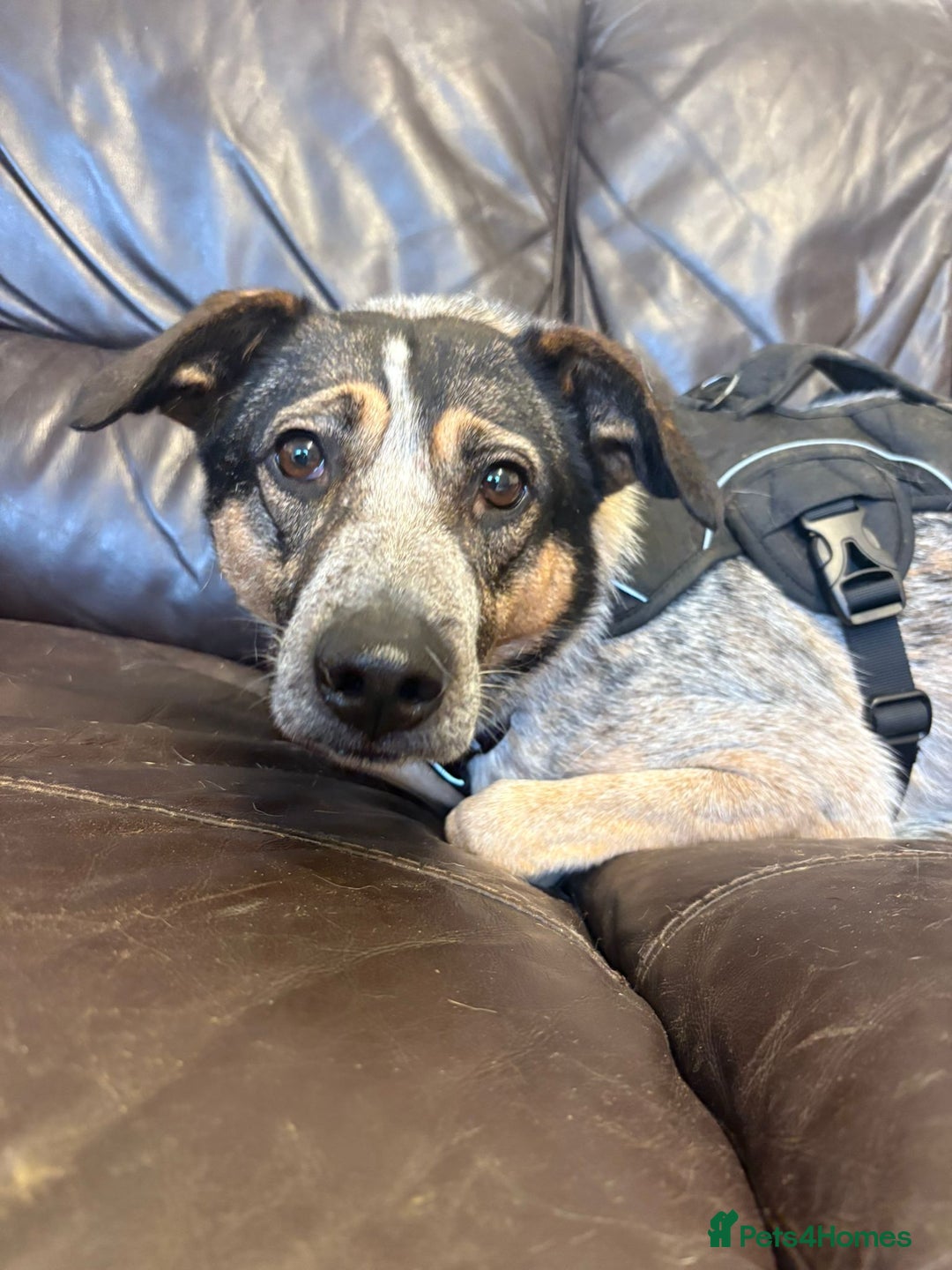 Mixed Breed dogs for adoption: Sweet Cindy 💖 Shy, Clever & Learning to Trust - Advert 6