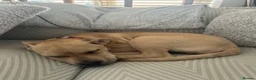 Mixed Breed dogs for sale: Staff x Cane Corso 8 months old  - Advert 6